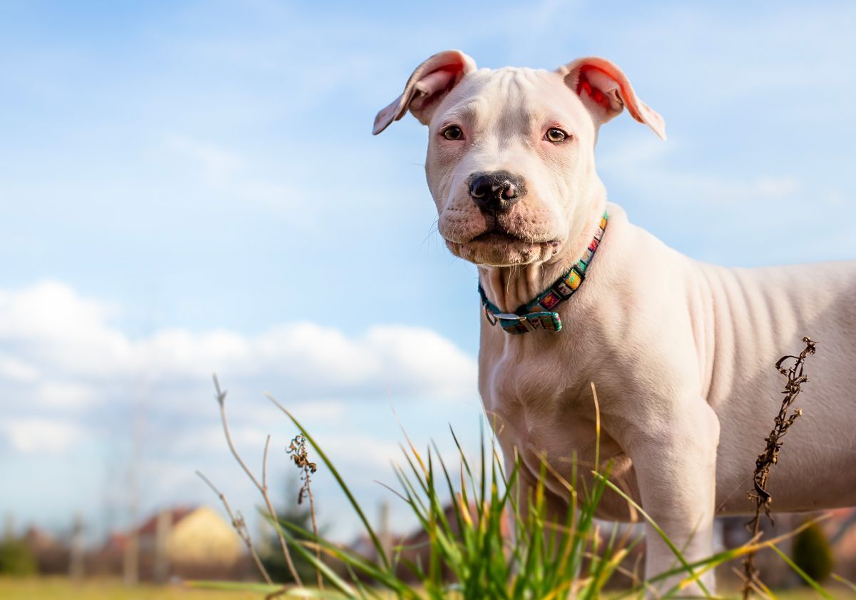 Pitbull blanc en extérieur