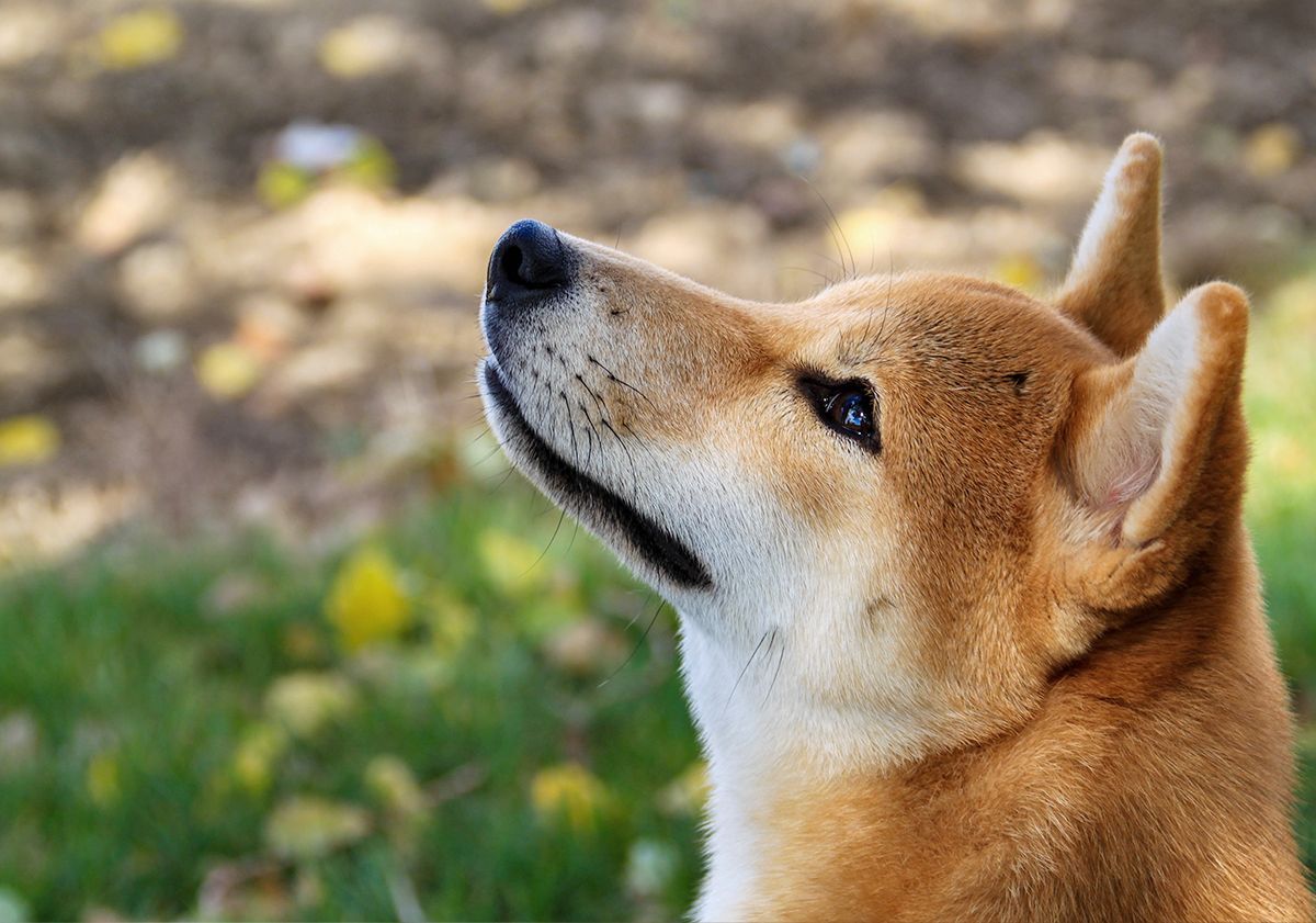 Gros plan sur un shiba inu