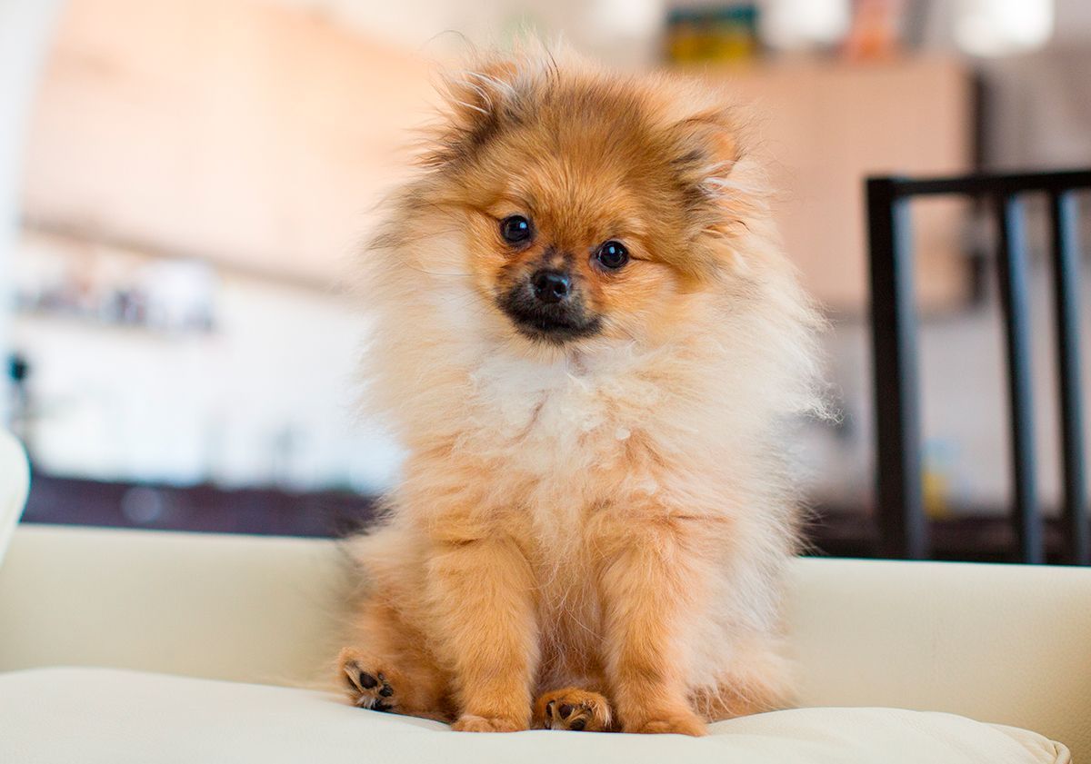 Spitz nain (Pomeranian) : caractère, taille et santé - Jardiland