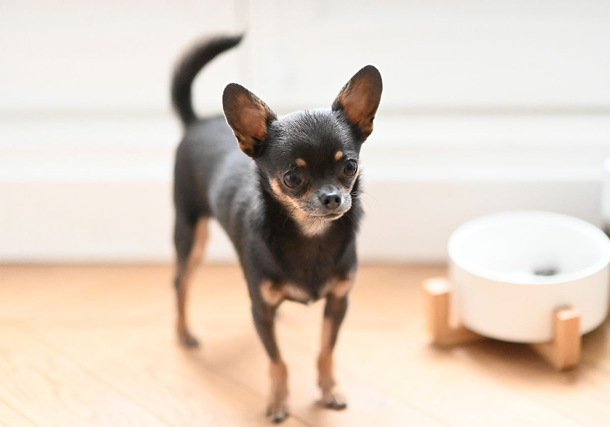 Chihuahua in piedi accanto alla sua ciotola
