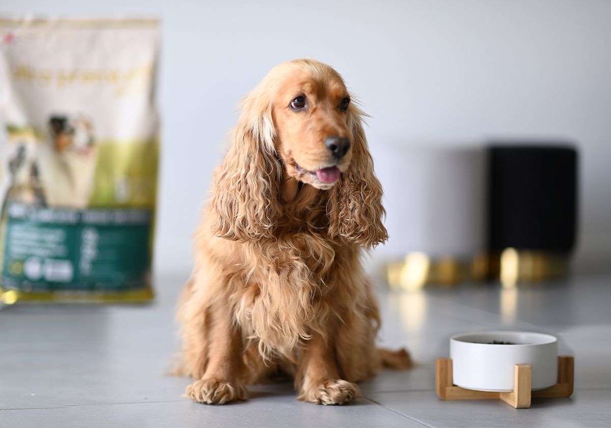 Cocker spaniel accanto a una ciotola di croccantini e davanti a un sacchetto di croccantini Ultra Premium Direct