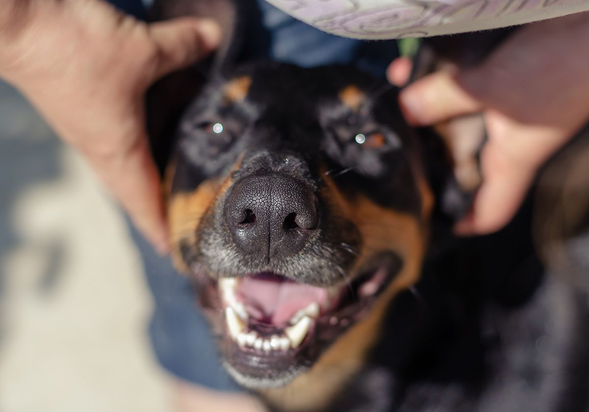 Primo piano del dobermann