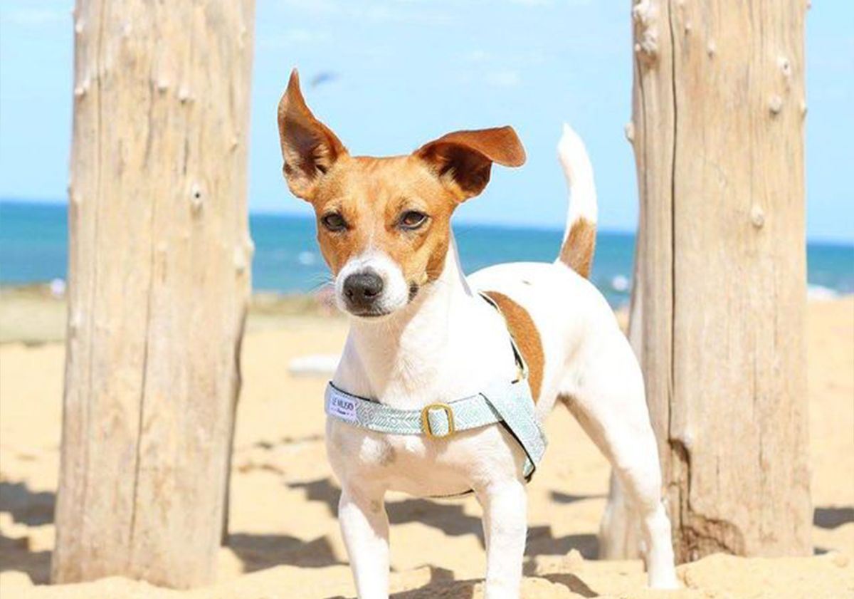 Jack Russel sulla spiaggia, con le orecchie al vento