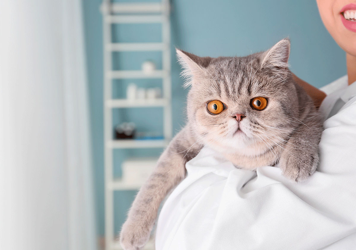 Exotic shorthair chez le vétérinaire