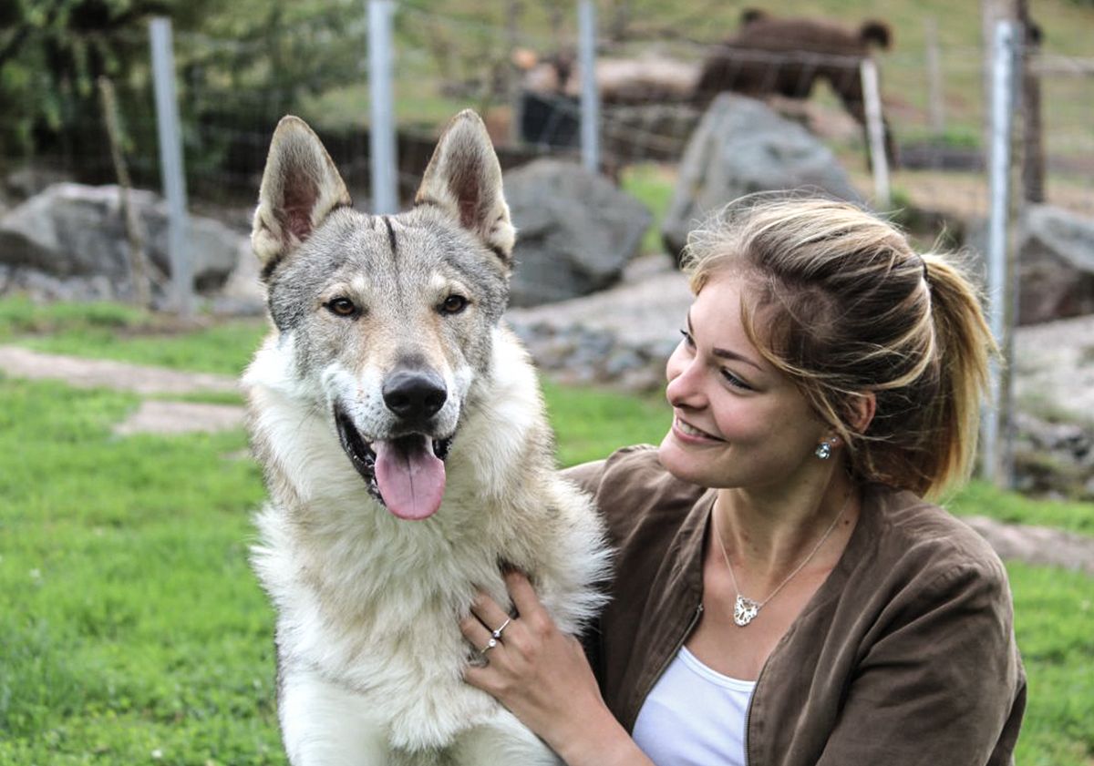 Chien loup tchécoslovaque avec sa maîtresse