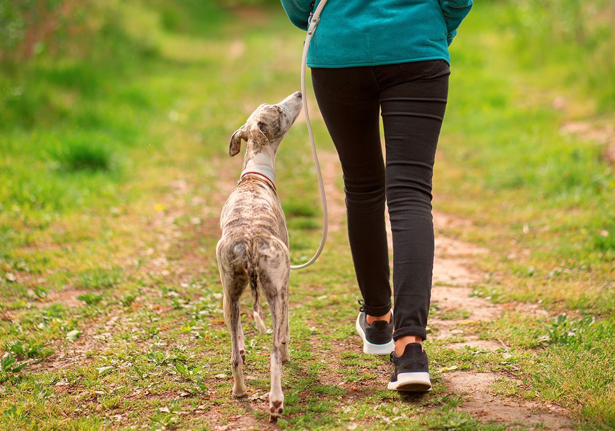 Lévrier whippet avec sa maîtresse en extérieur