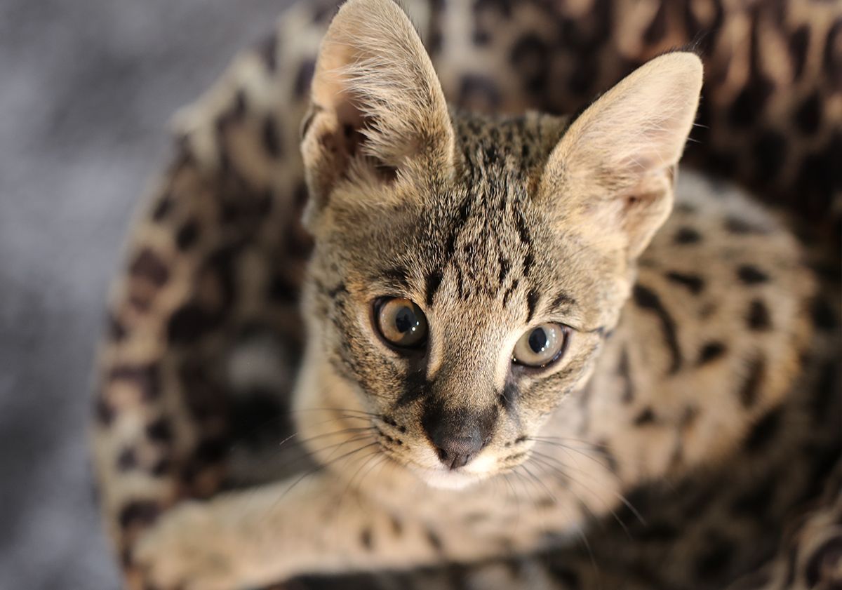 Chat savannah dans son panier