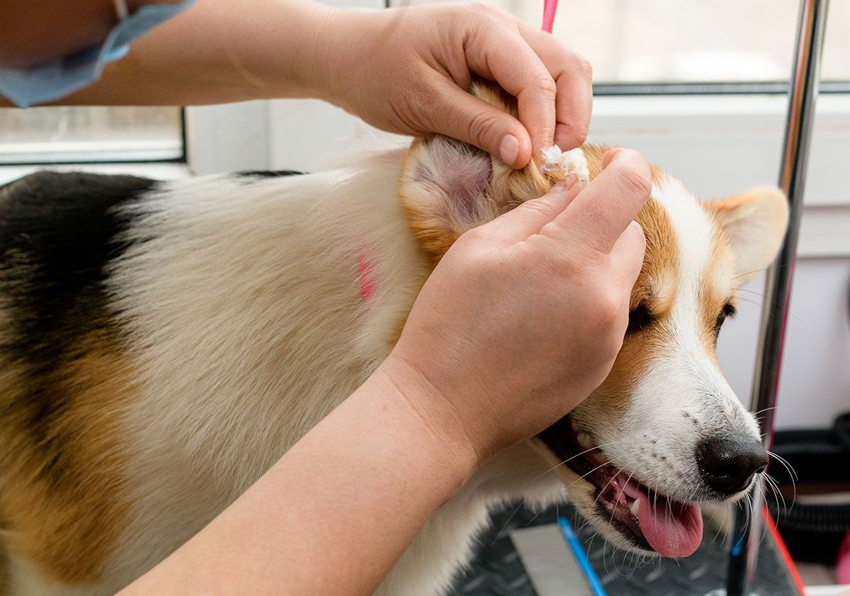 Entretien des oreilles du welsh corgi pembroke