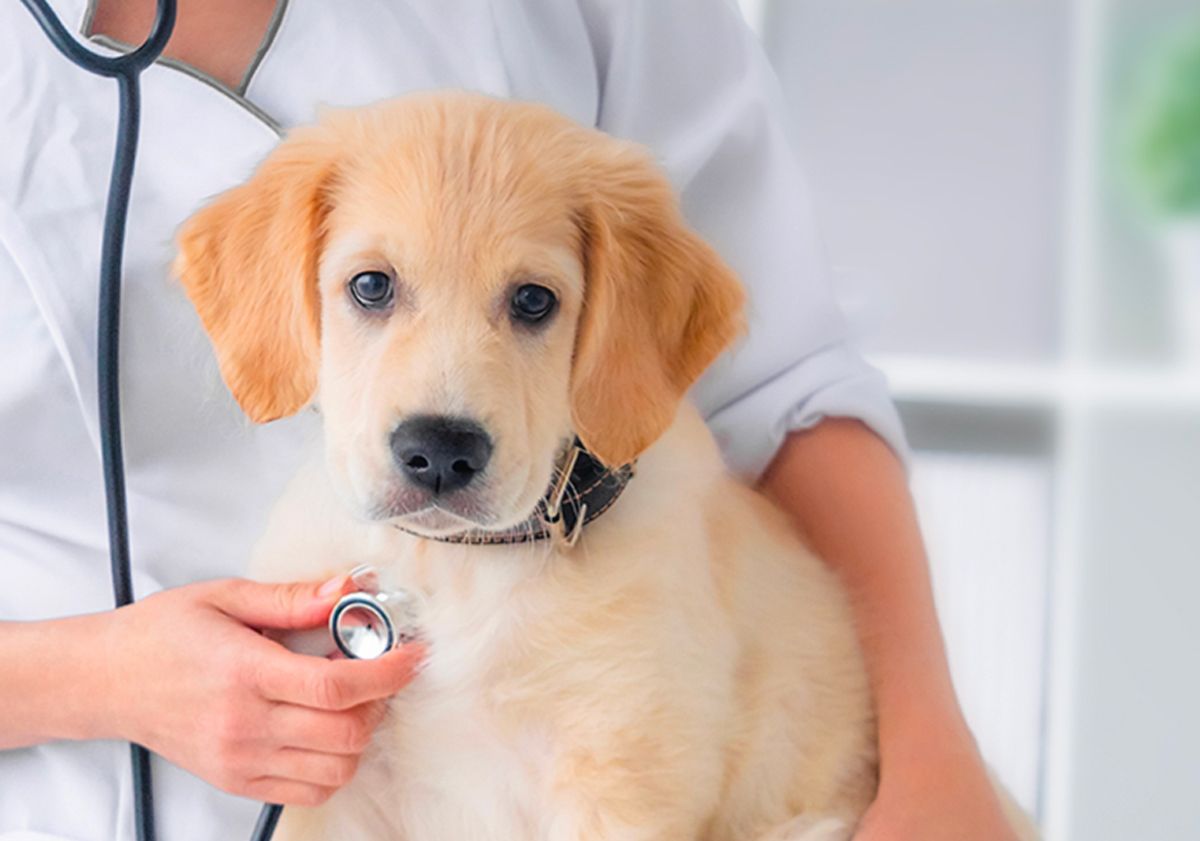 Chien ayant la gale chez le vétérinaire 