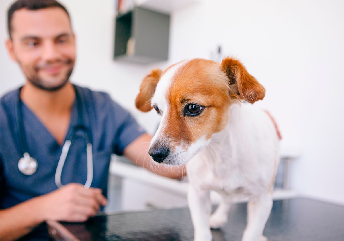 Grossesse nerveuse chez le chien vétérinaire