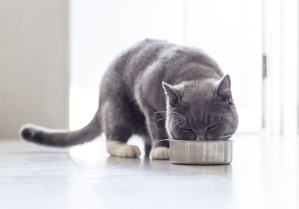 Chat mangeant des croquettes