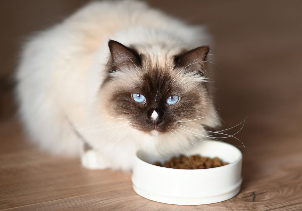 Chat adulte proche de sa gamelle de croquettes