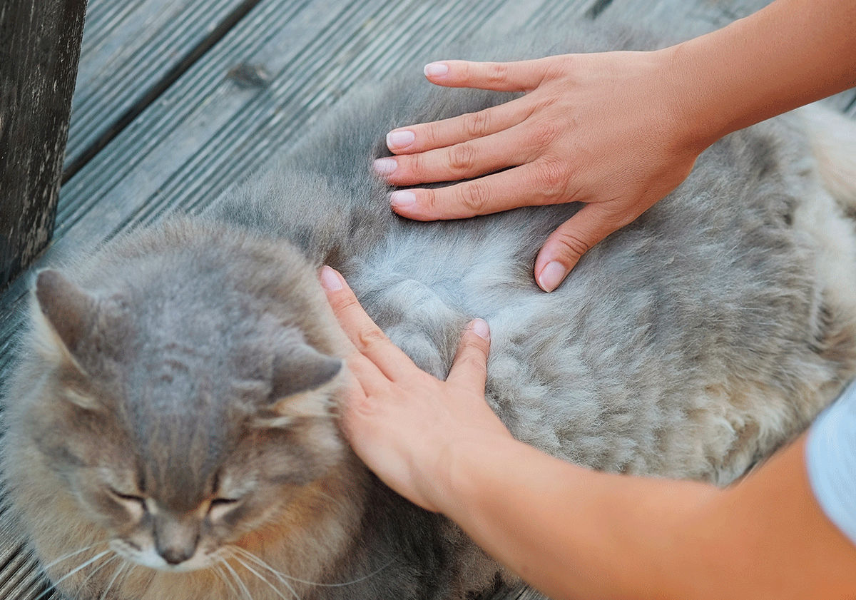 Maîtresse regardant les poils de son chat