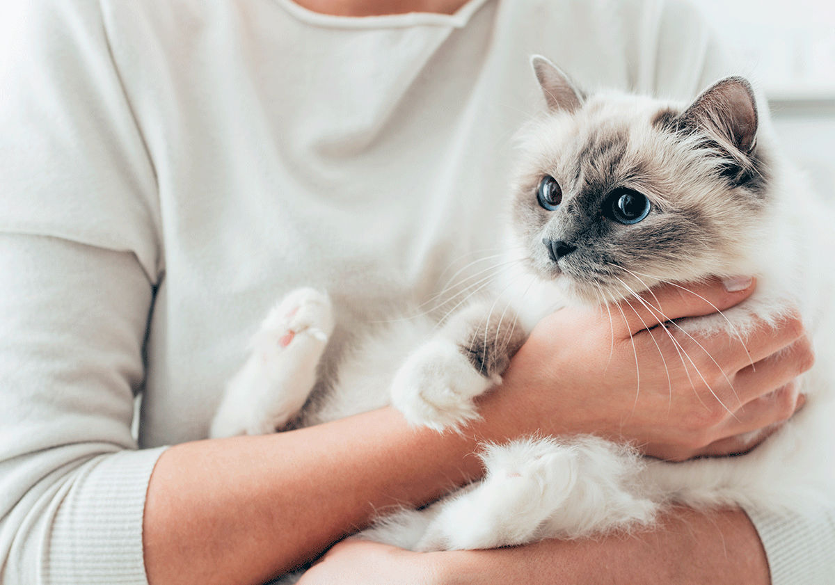 Chat porté par sa maîtresse