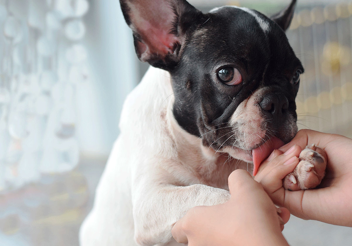 Chien qui lèche pour exprimer un mal-être