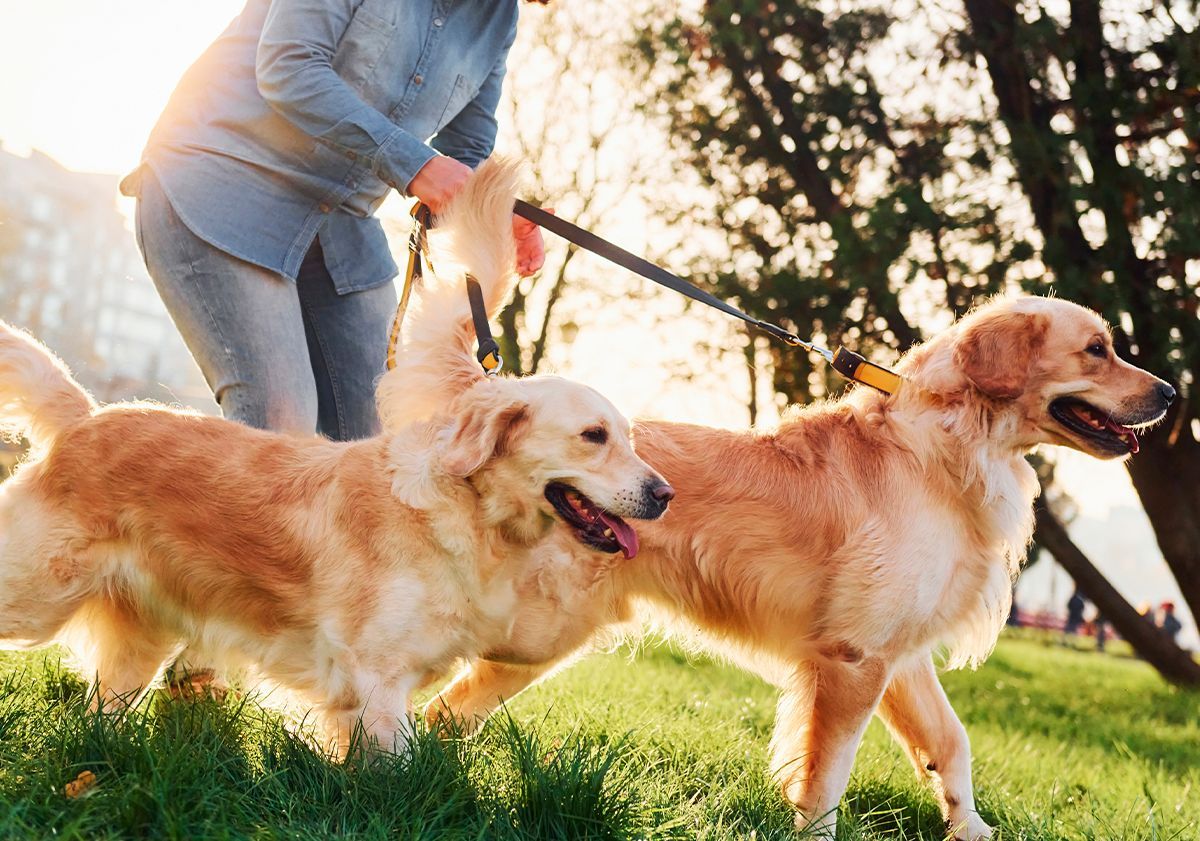 Chiens promenés 