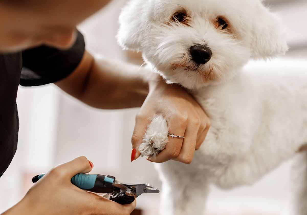 Chien se faisant couper les griffes