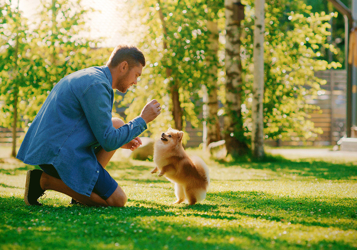 Les tours à apprendre à son chien 