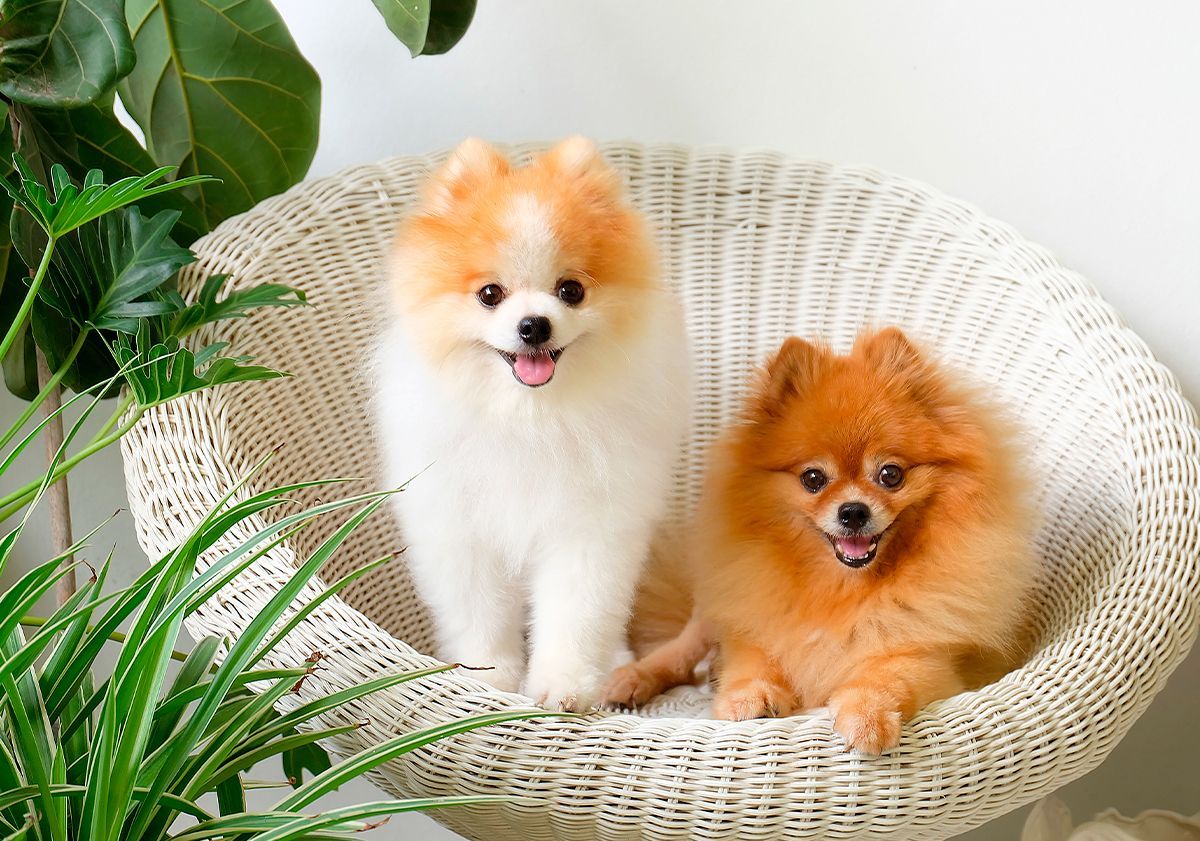 2 pomeranian en intérieur