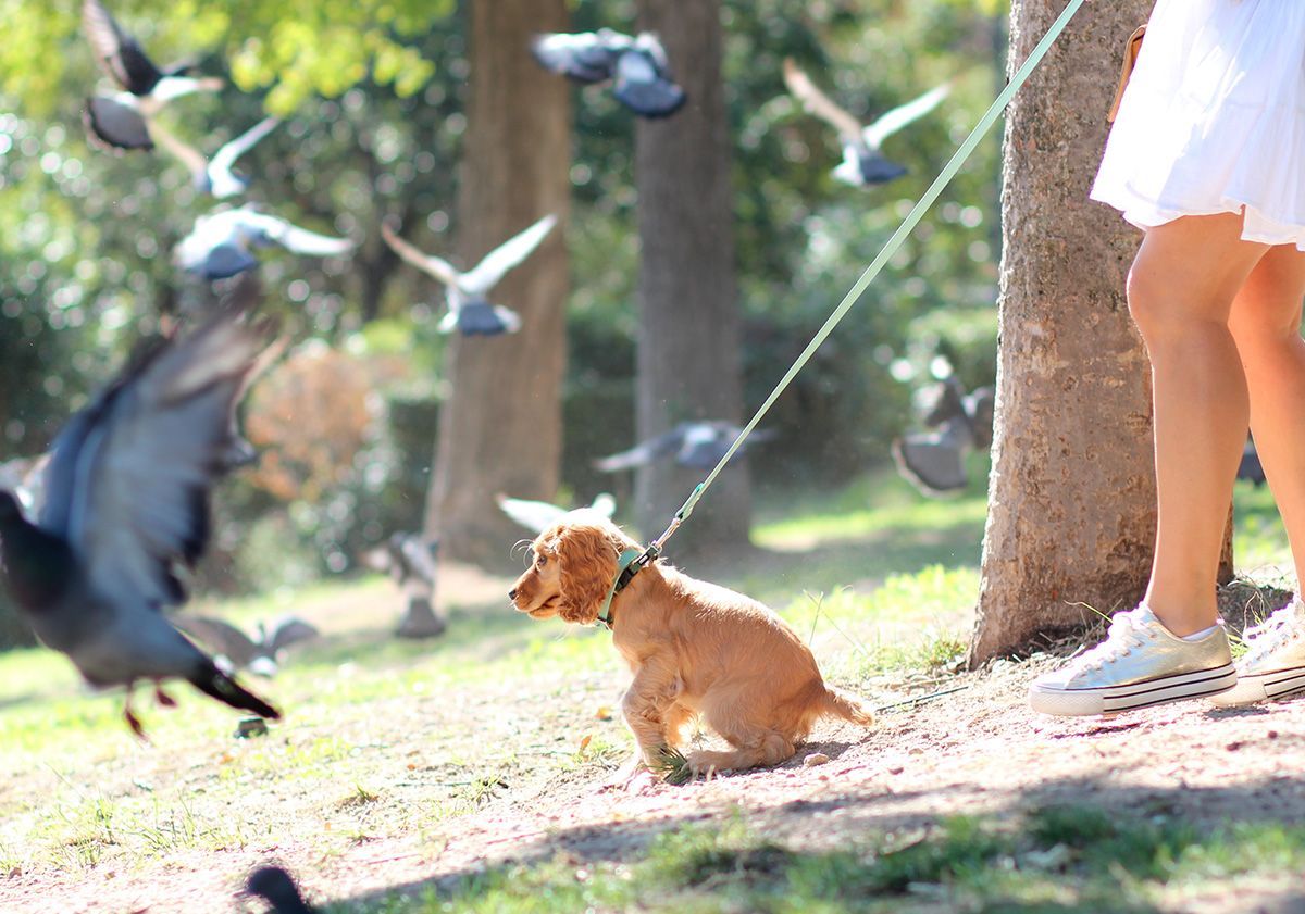 English Cocker Spaniel, Spaziergang in der Natur