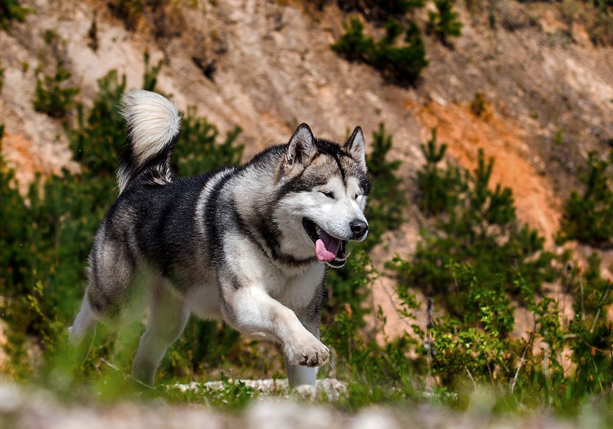 malamute de l'alaska en train de courir dans la nature