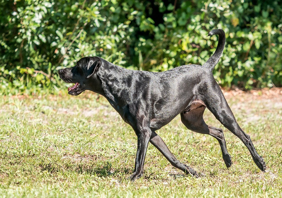 chien noir jouant dans un pré