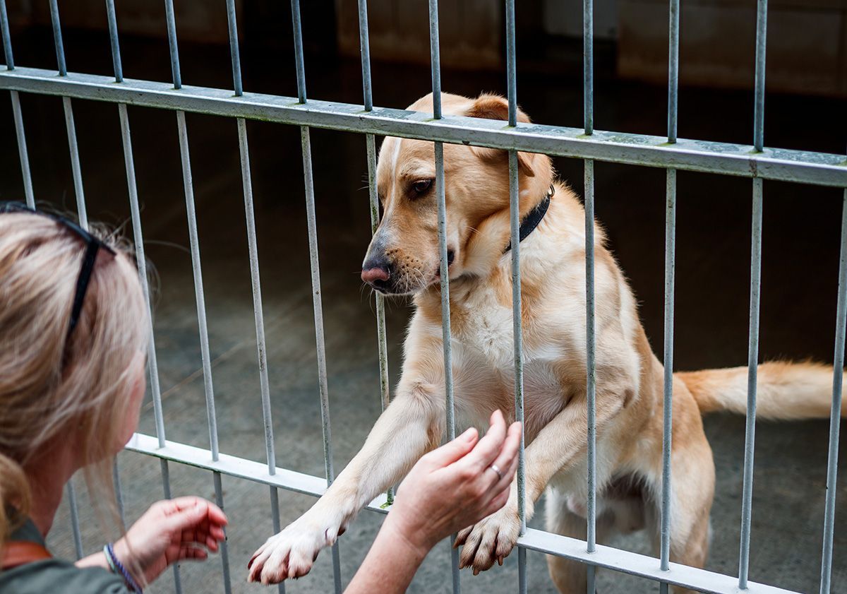 chien attendant d'être adopté