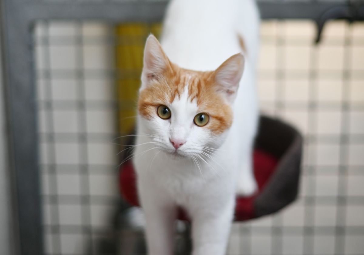 Chat blanc et roux