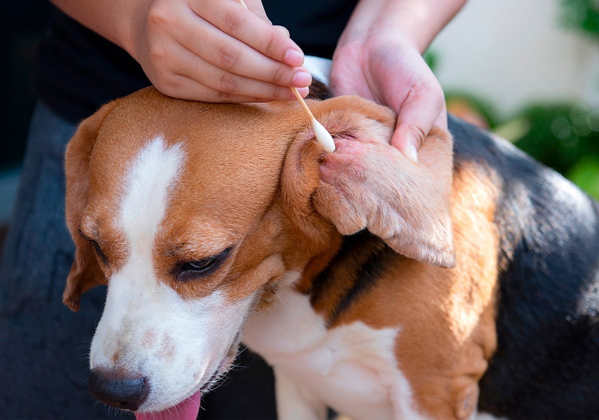 Traitement chien allergique