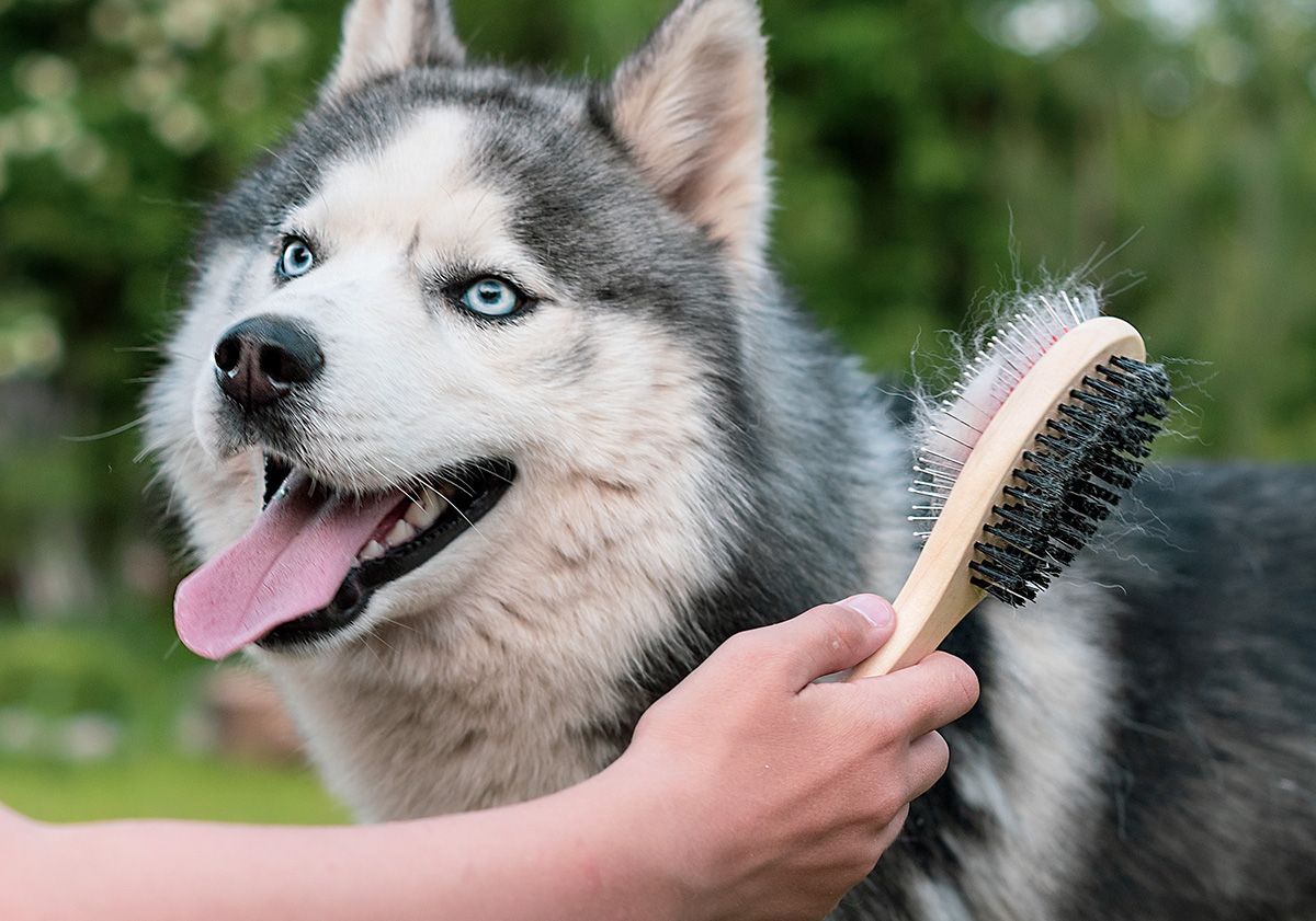 husky en train de se faire brosser