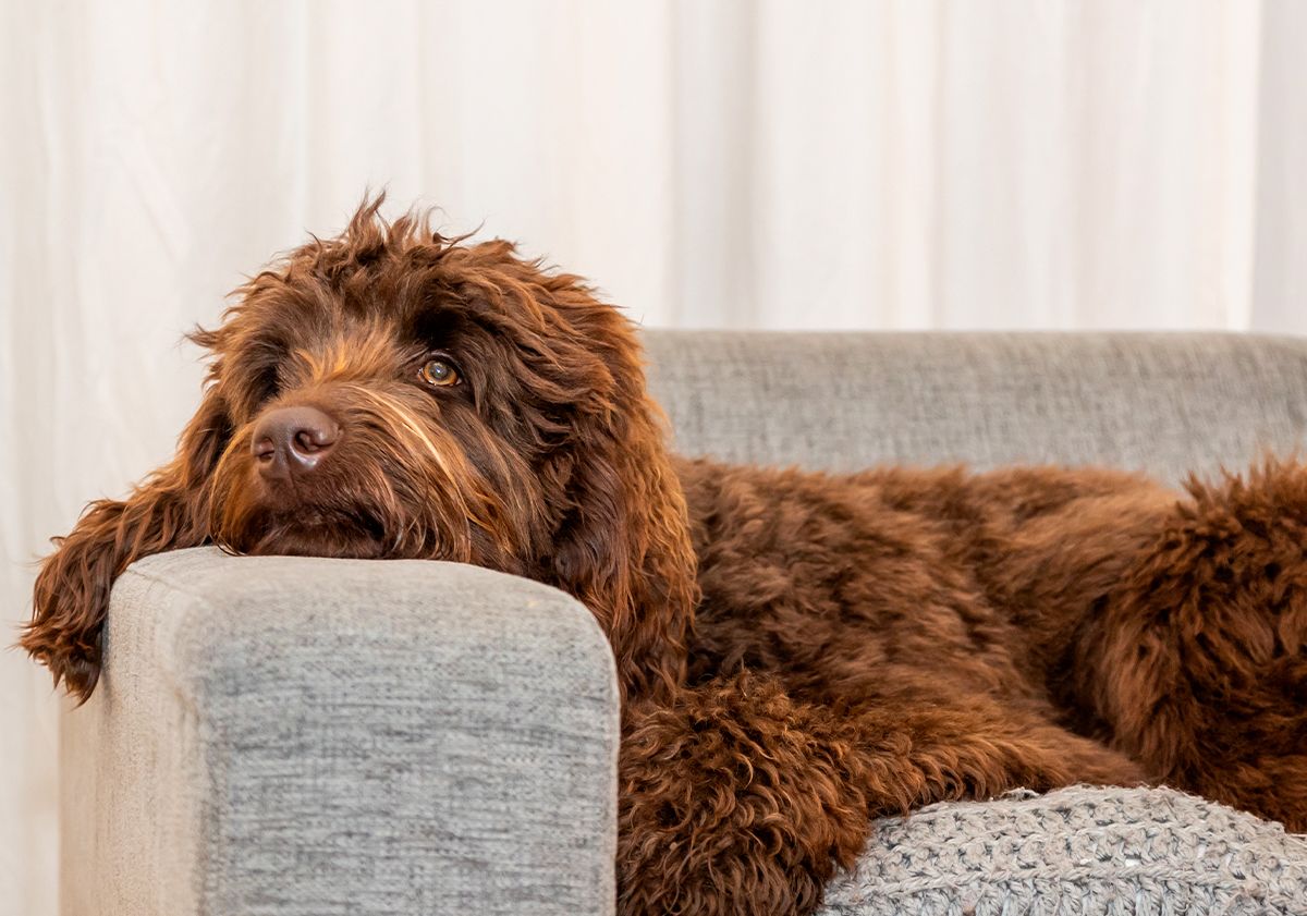 chien dans son canapé