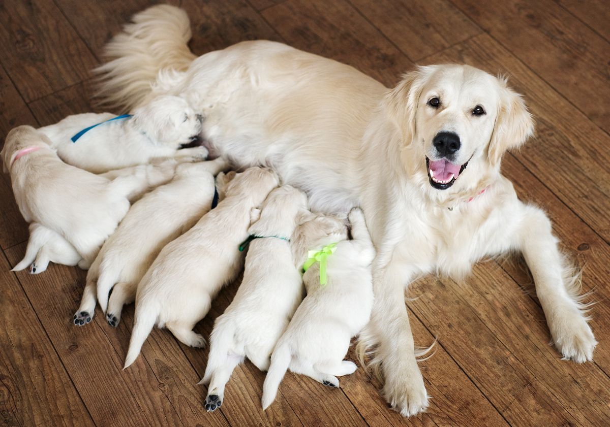 Chienne avec ses bébés