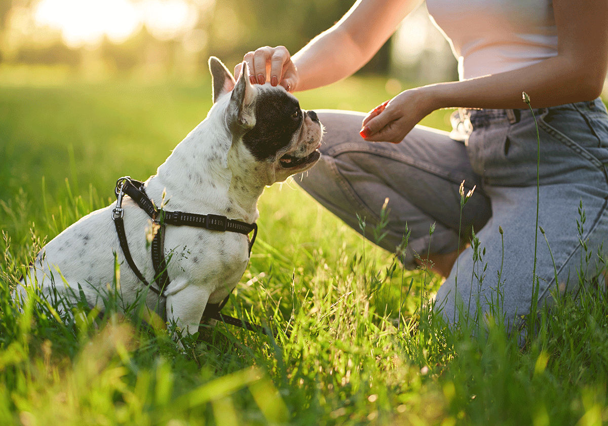 Maîtresse caressant son chien en chaleur