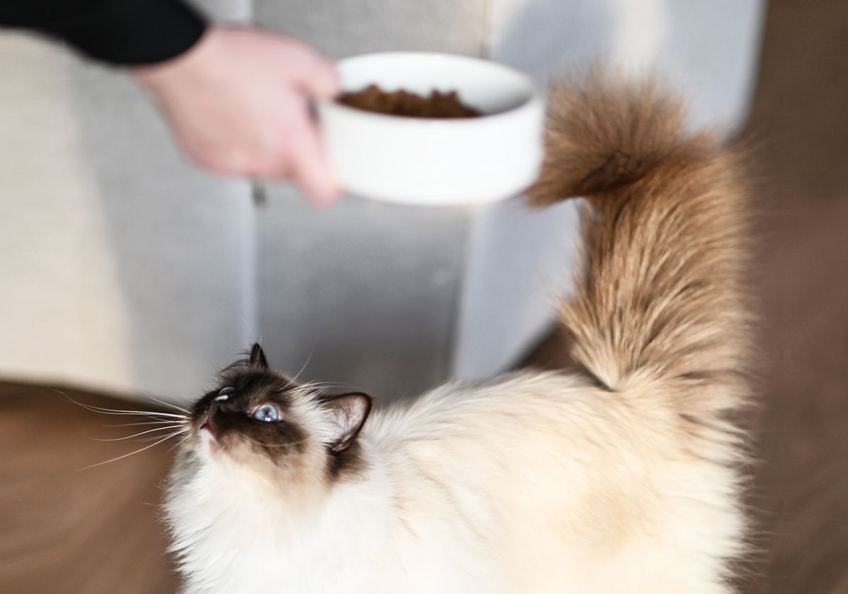 Chat miaule car il réclame à manger