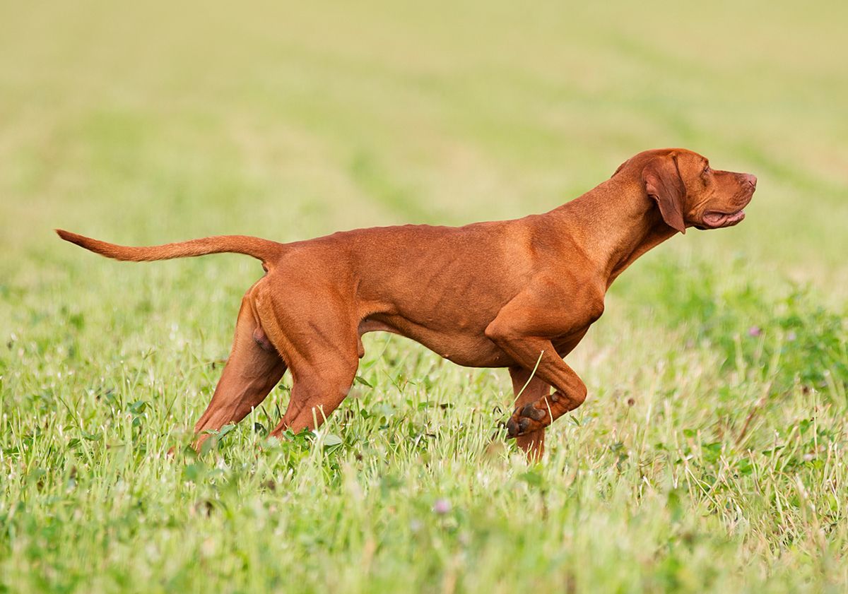 Chien de chasse marron