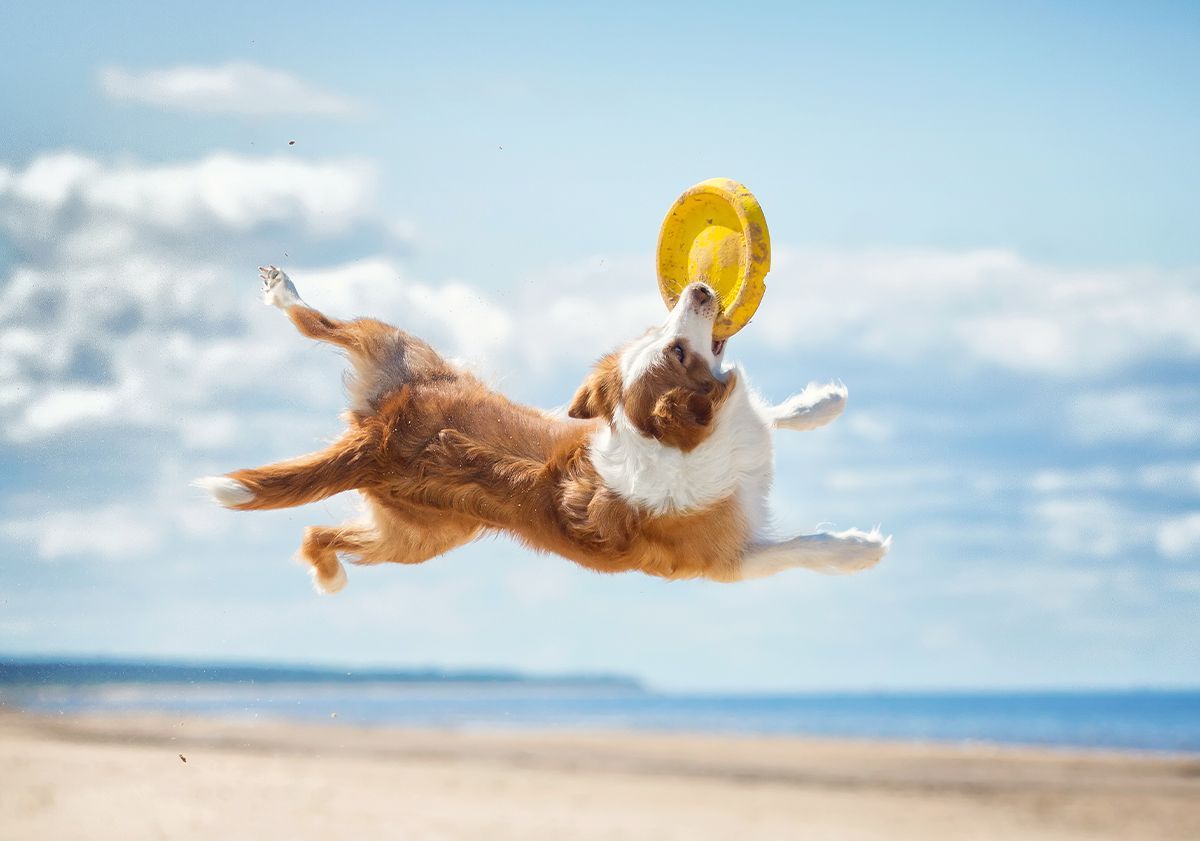 Chien rattrapant un frisbee 