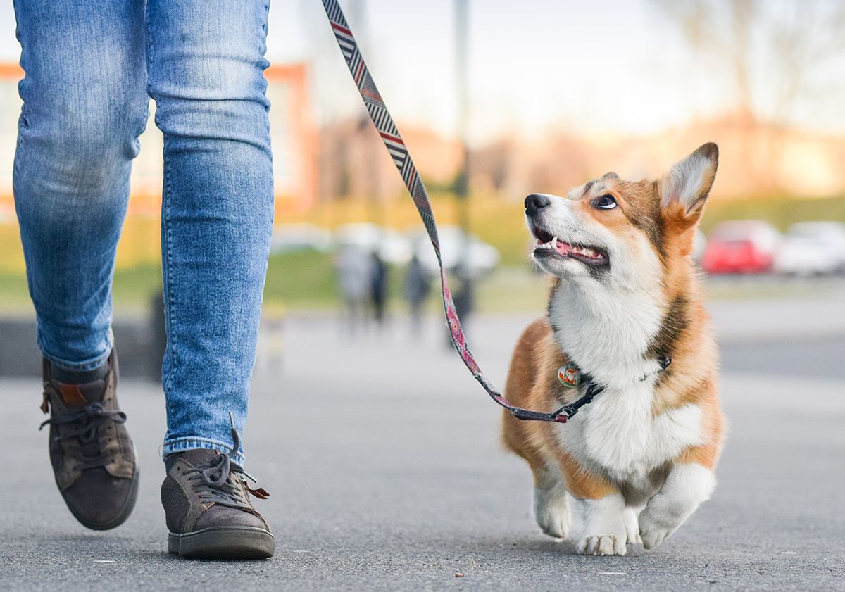 Chien se promenant en laisse