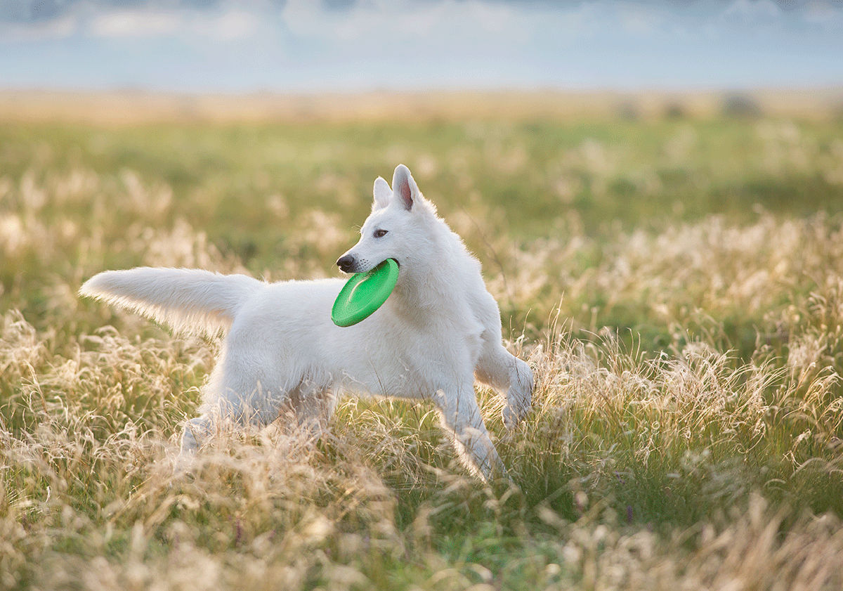 Chien ayant un frisbee dans la gueule