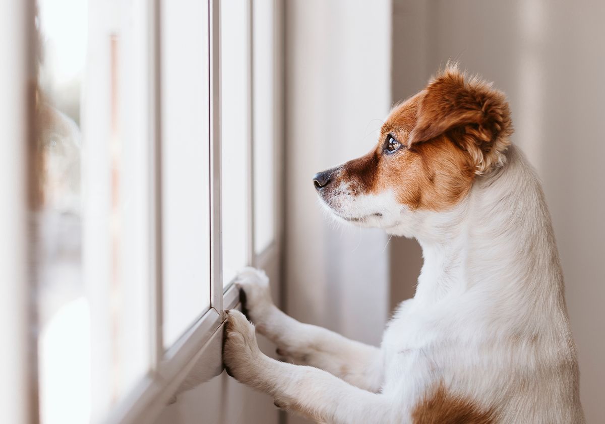 Chien seul regardant par la fenêtre