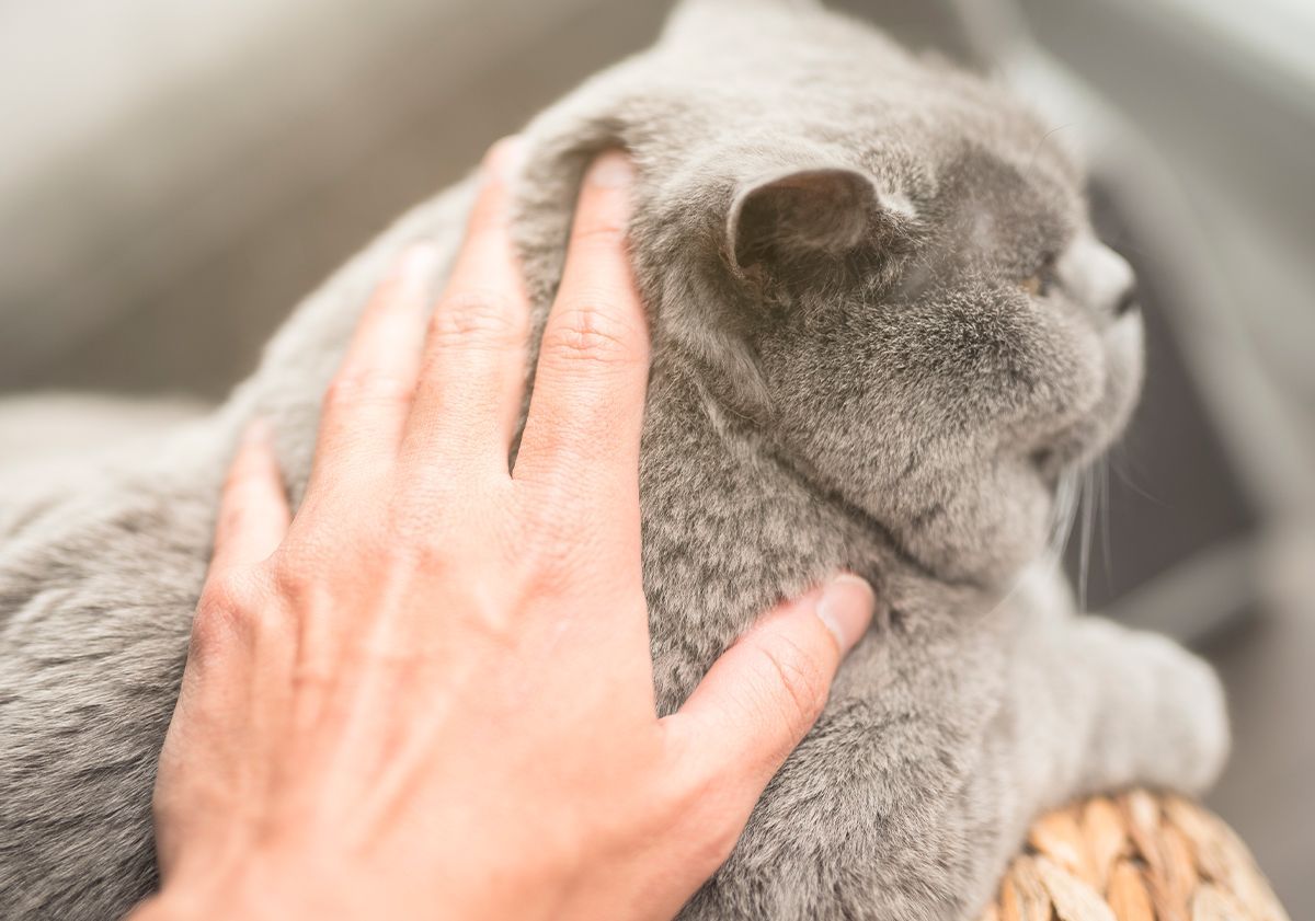 Chat caressé par son maître