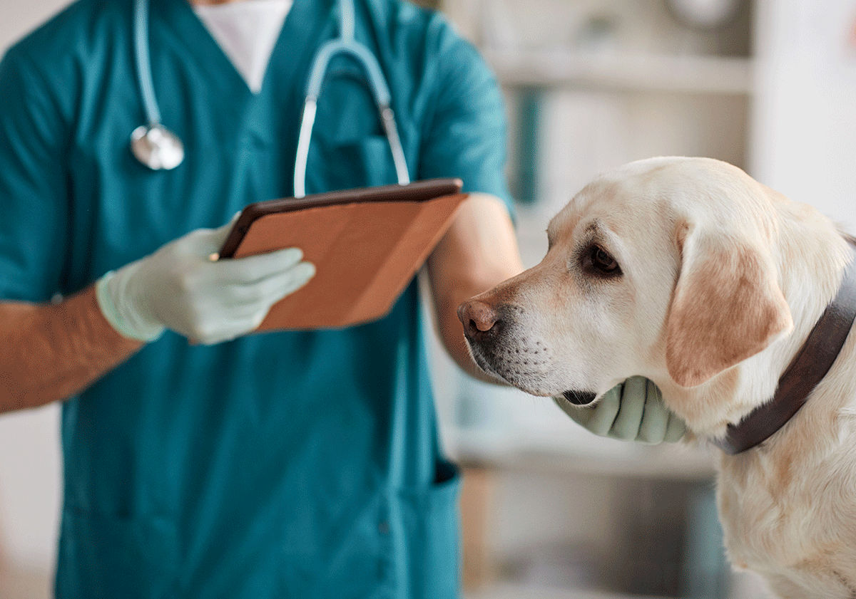 Chien chez le vétérinaire