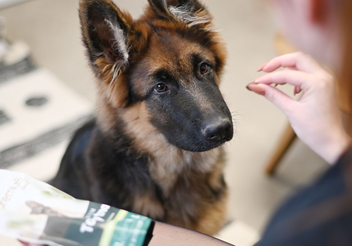 Accessoires auto pratiques pour l'éducation des chiens