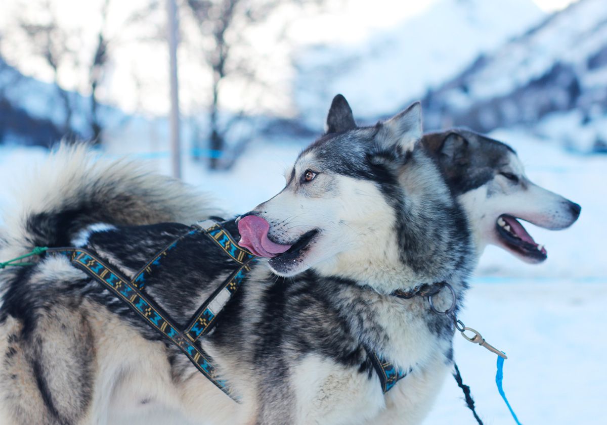 Huskys d'attelage dans la neige