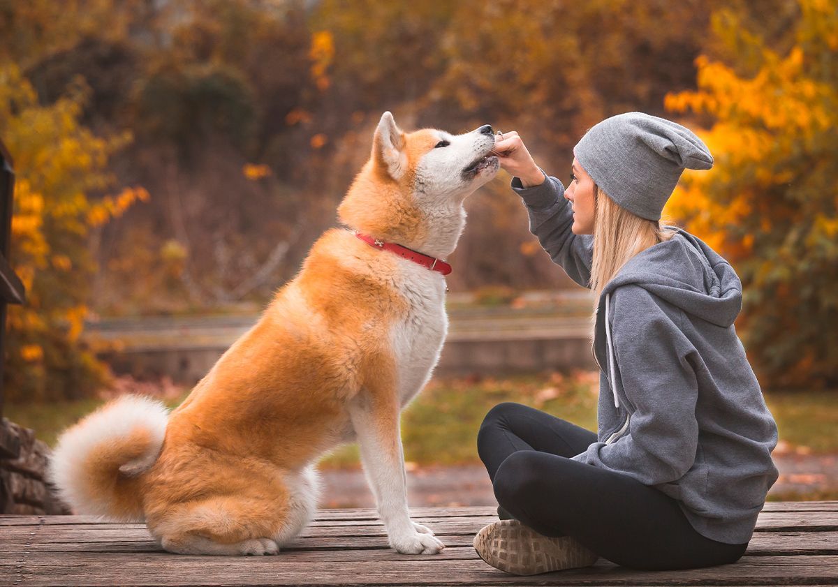 Alimentation akita inu