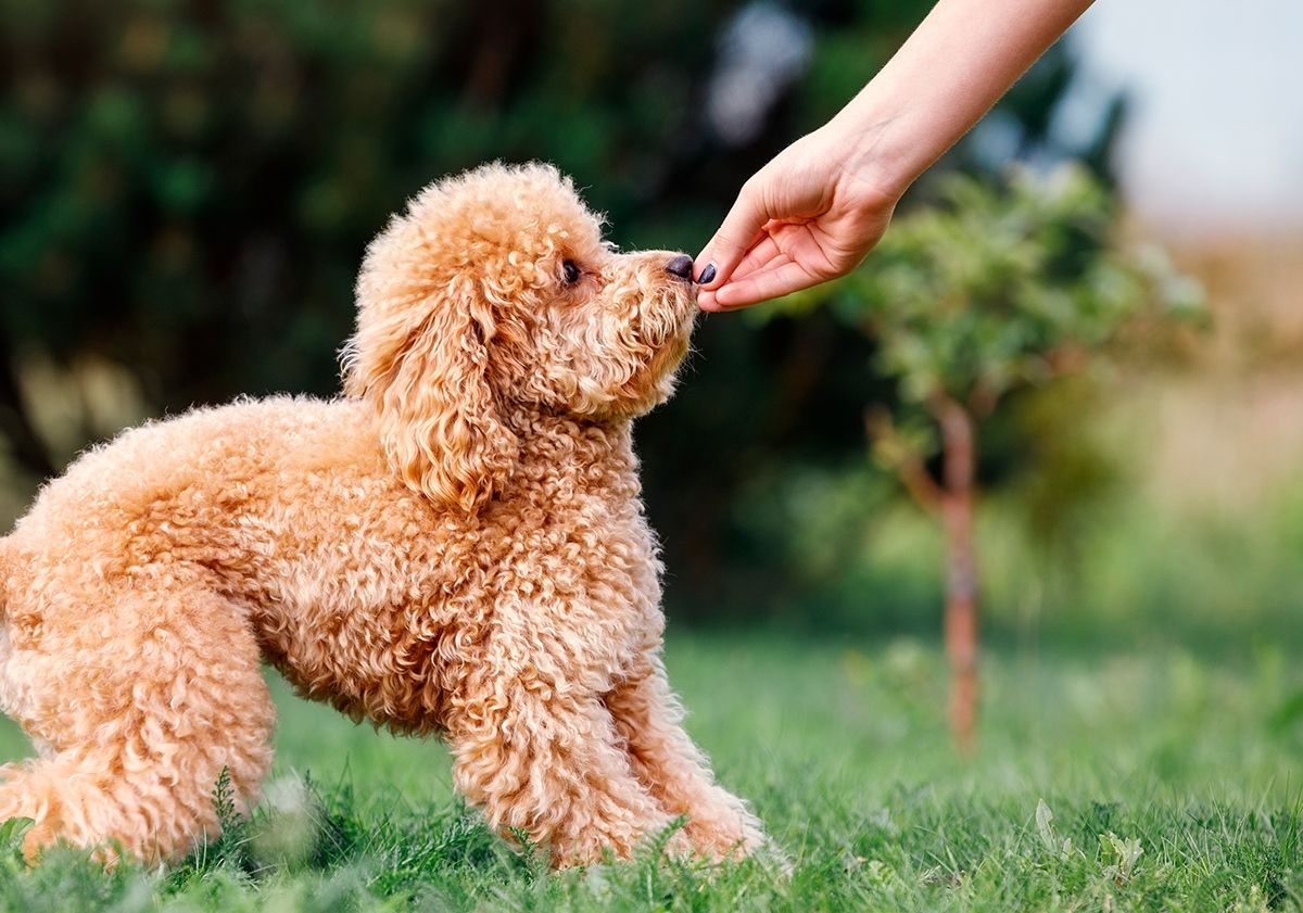 Chien mangeant une croquette