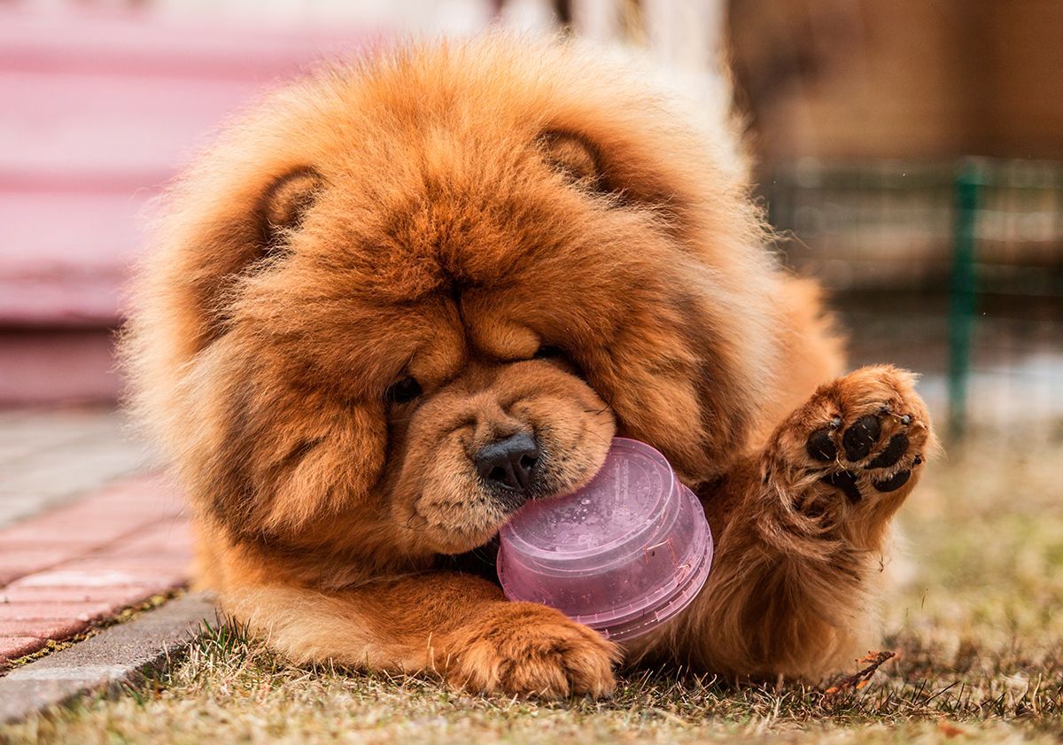 Chow chow qui joue