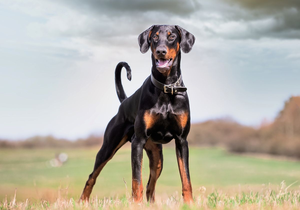 Chien doberman