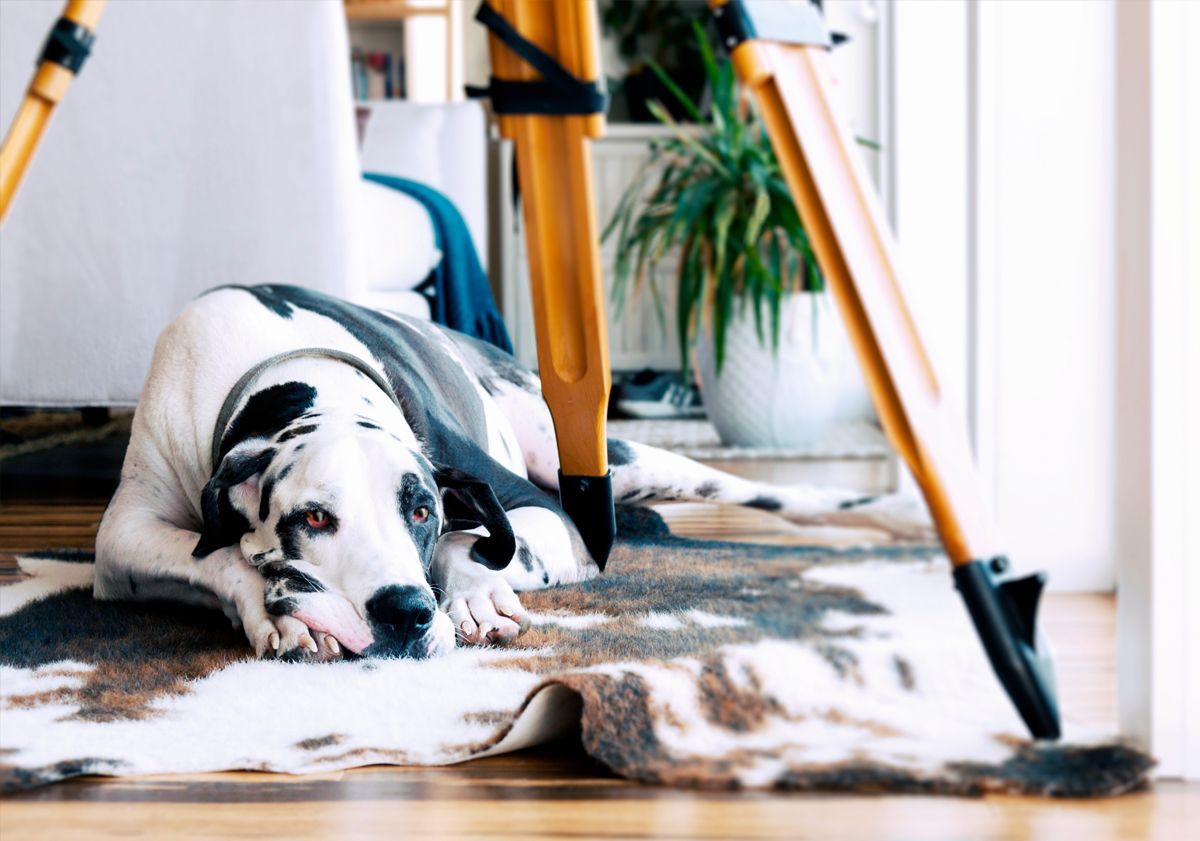 Dogue allemand couché en intérieur