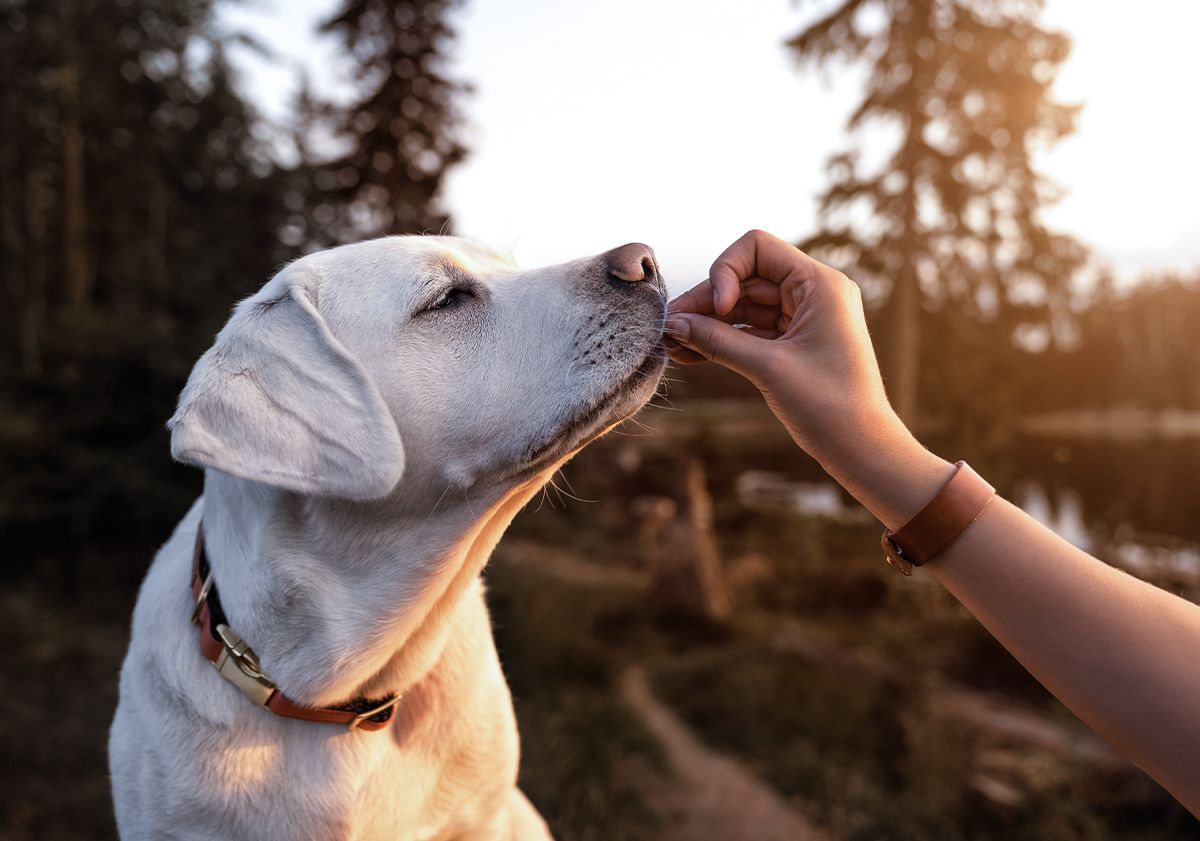 Croquettes pour labrador