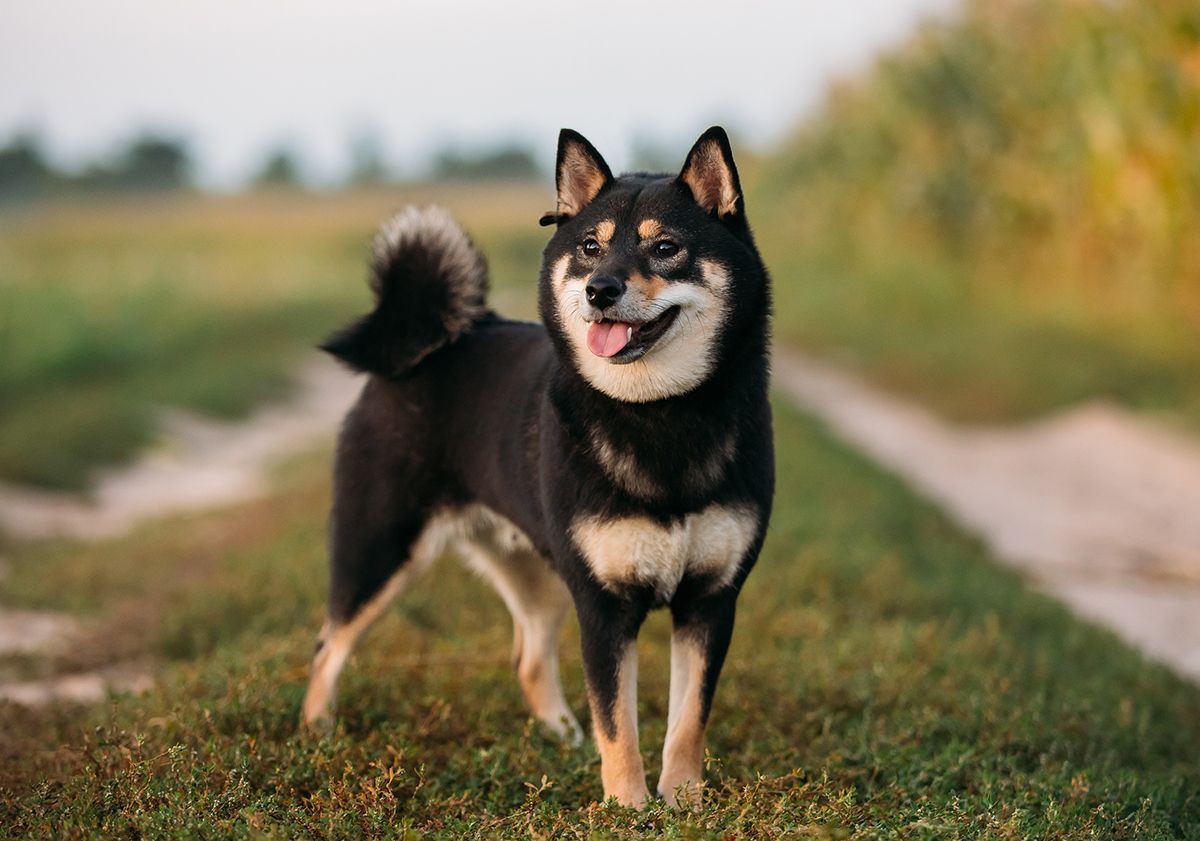 Shiba inu noir